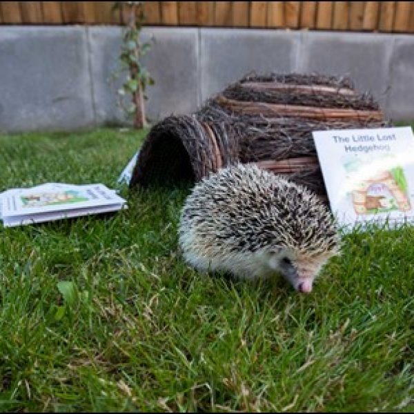 Hedgehog Lovell